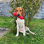 Diego a rejoint le concours — aidez-le/la à gagner de superbes lots ! dog, beagle, pet, animal, sitting, outdoor, garden, grass, plant, shrub, house, brick_wall, window, red_toy, chew_toy, dumbbell_toy, white_chest, brown_fur, long_ears, portrait
