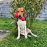 dog, beagle, pet, animal, sitting, outdoor, garden, grass, plant, shrub, house, brick_wall, window, red_toy, chew_toy, dumbbell_toy, white_chest, brown_fur, long_ears, portrait