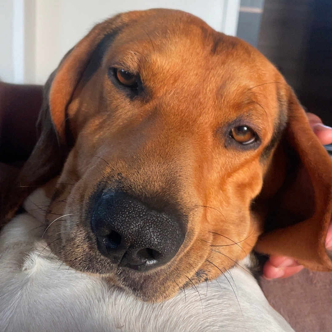 Diego a rejoint le concours — aidez-le/la à gagner de superbes lots ! dog, brown_dog, white_chest, close_up, portrait, pet, canine, floppy_ears, brown_fur, white_fur, black_nose, amber_eyes, soulful_expression, indoor, couch, hand, snuggling, location_text, vertical_photo, home