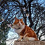 animal, blossom, branch, calm, cat, cute, daylight, feline, flower, fluffy, garden, nature, orange_cat, outdoor, pet, sitting, sky, tree, wall, white_cat