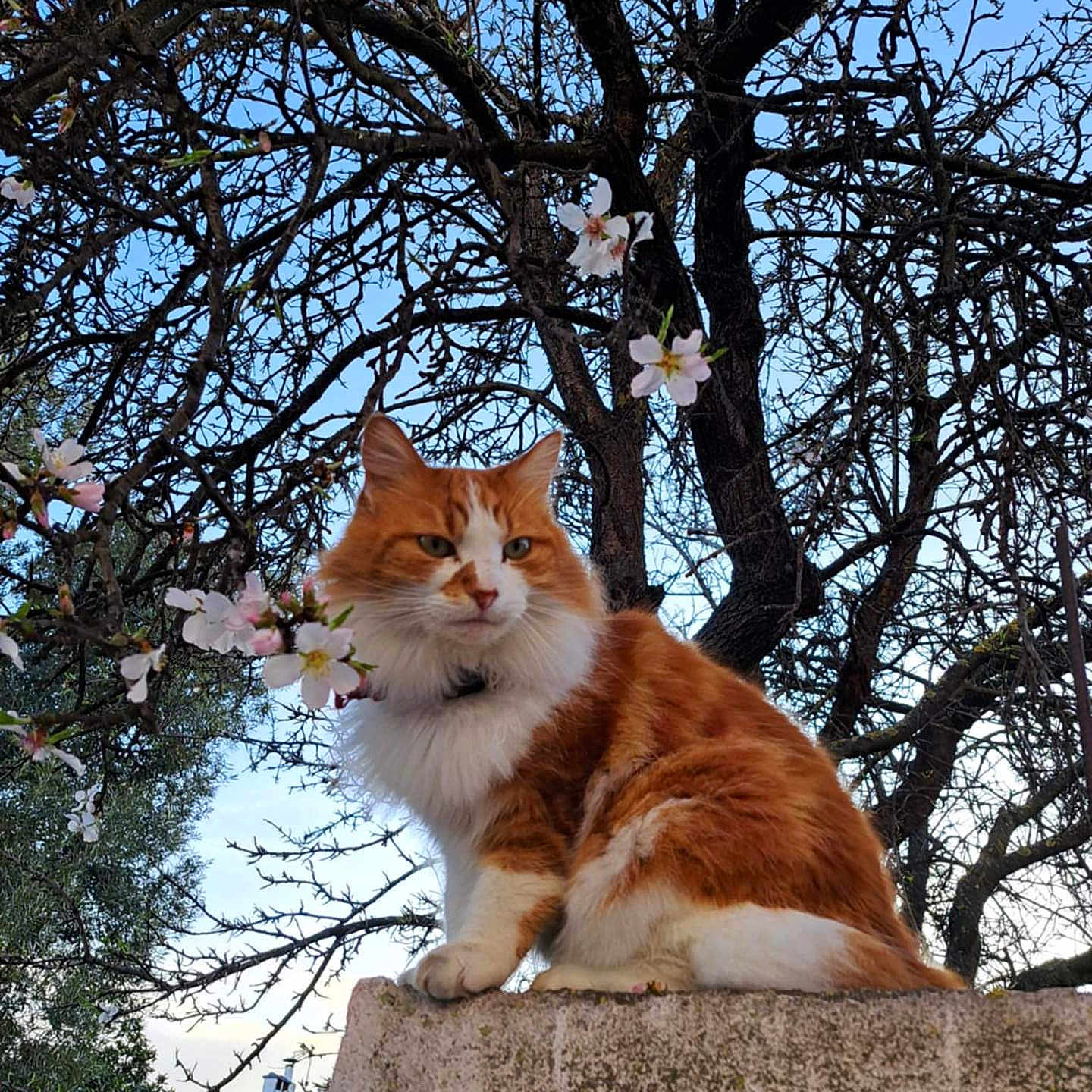 Mr Le Directeur a rejoint le concours — aidez-le/la à gagner de superbes lots ! animal, blossom, branch, calm, cat, cute, daylight, feline, flower, fluffy, garden, nature, orange_cat, outdoor, pet, sitting, sky, tree, wall, white_cat