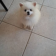 Rio a rejoint le concours — aidez-le/la à gagner de superbes lots ! dog, pomeranian, white, fluffy, pet, animal, small_dog, indoor, floor, tile, cute, looking_up, waiting, ears, fur, companion, adorable, sitting, domestic, friendly