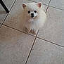 dog, pomeranian, white, fluffy, pet, animal, small_dog, indoor, floor, tile, cute, looking_up, waiting, ears, fur, companion, adorable, sitting, domestic, friendly