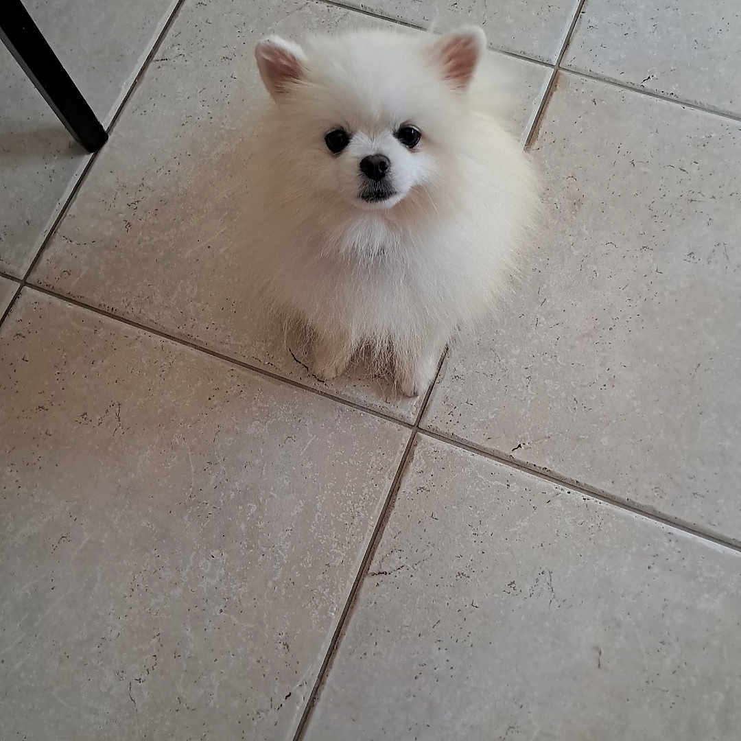Rio a rejoint le concours — aidez-le/la à gagner de superbes lots ! adorable, animal, companion, cute, dog, domestic, ears, floor, fluffy, friendly, fur, indoor, looking_up, pet, pomeranian, sitting, small_dog, tile, waiting, white