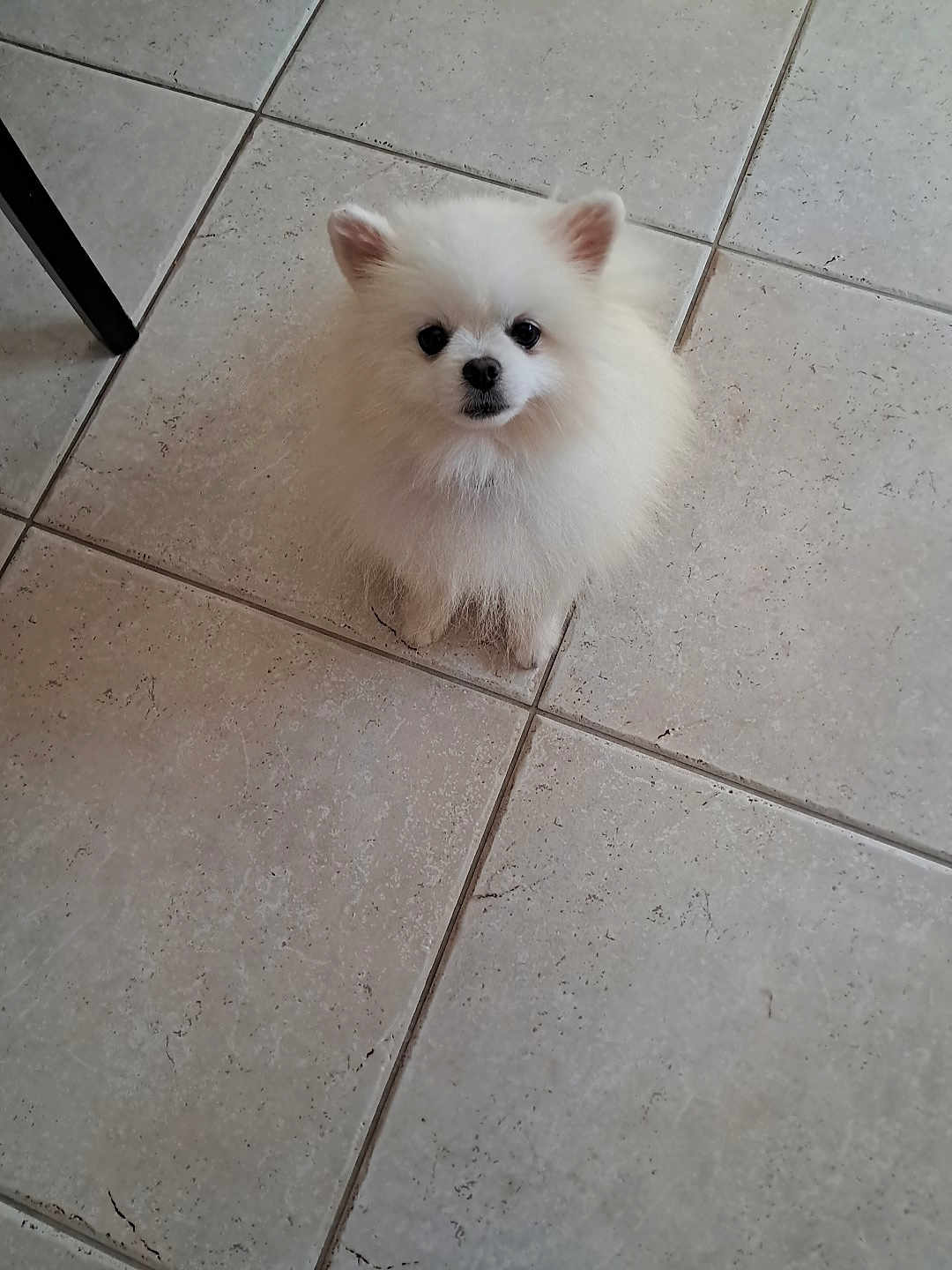 Rio a rejoint le concours — aidez-le/la à gagner de superbes lots ! dog, pomeranian, white, fluffy, pet, animal, small_dog, indoor, floor, tile, cute, looking_up, waiting, ears, fur, companion, adorable, sitting, domestic, friendly