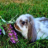 animal, brown_fur, close_up, crouching, floppy_ears, flowers, fur, garden, grass, greenery, lop_eared, nature, outdoors, portrait, purple_flowers, rabbit, small_animal, spotted_fur, white_fur, wildlife