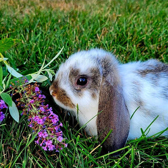 Thumbalina is registered to the contest to win money with this photo: animal, brown_fur, close_up, crouching, floppy_ears, flowers, fur, garden, grass, greenery, lop_eared, nature, outdoors, portrait, purple_flowers, rabbit, small_animal, spotted_fur, white_fur, wildlife