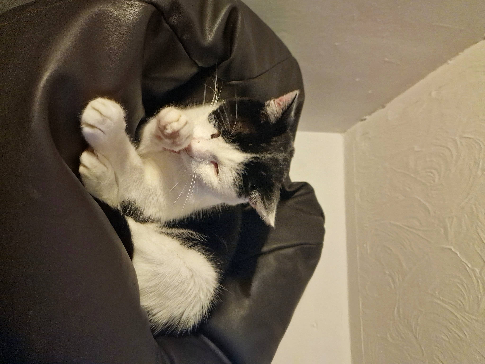 Smith is registered to the contest to win money with this photo: bag, carnivore, cat, claw, comfort, domestic_short_haired_cat, eyewear, felidae, fur, gesture, human_leg, monochrome_photography, moustache, nail, paw, sitting, sleeve, small_to_medium_sized_cats, tail, whiskers