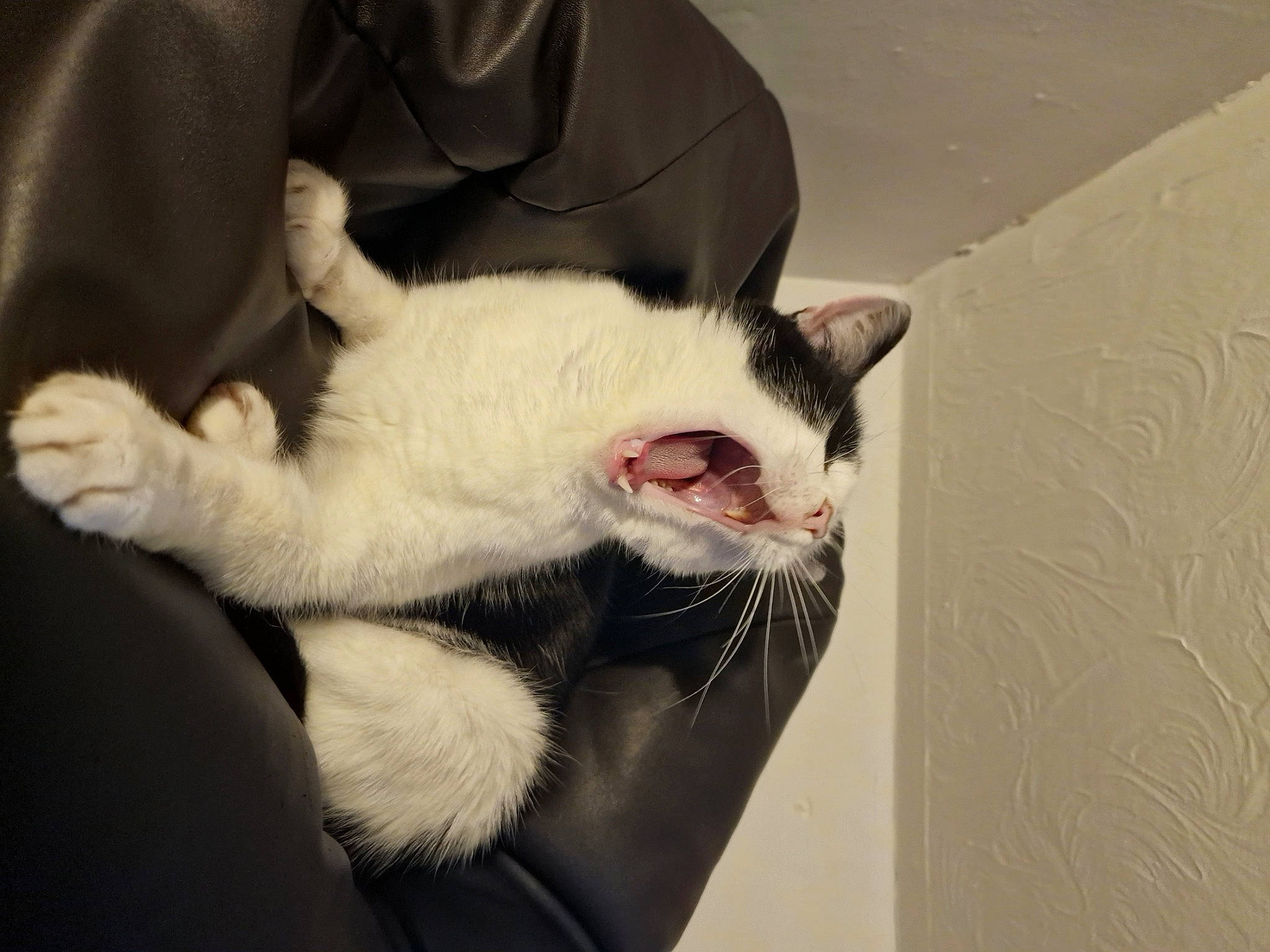 Smith is registered to the contest to win money with this photo: beard, carnivore, cat, claw, collar, comfort, domestic_short_haired_cat, fang, felidae, foot, formal_wear, fur, jaw, paw, roar, small_to_medium_sized_cats, snout, tail, whiskers, yawn