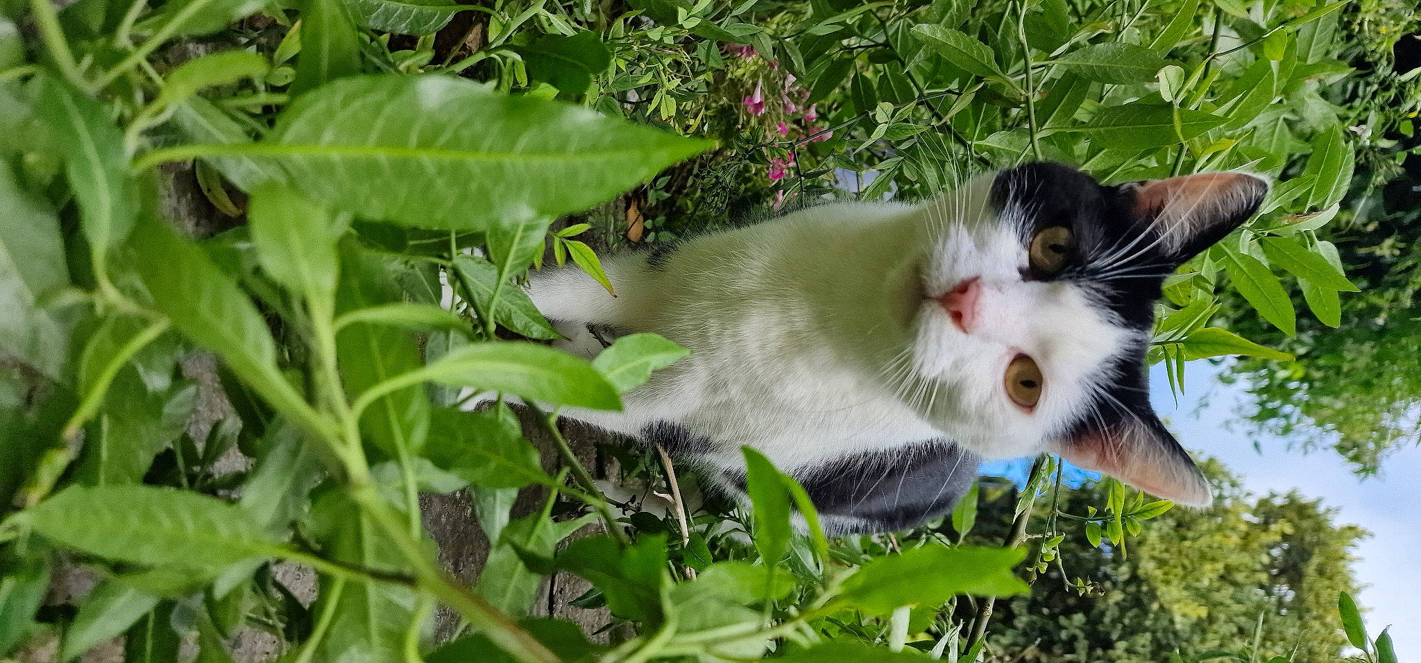 Smith is registered to the contest to win money with this photo: annual_plant, carnivore, cat, domestic_short_haired_cat, felidae, flowering_plant, fur, grass, groundcover, herb, herbaceous_plant, paw, plant, shrub, small_to_medium_sized_cats, snout, tail, tree, whiskers, wildlife