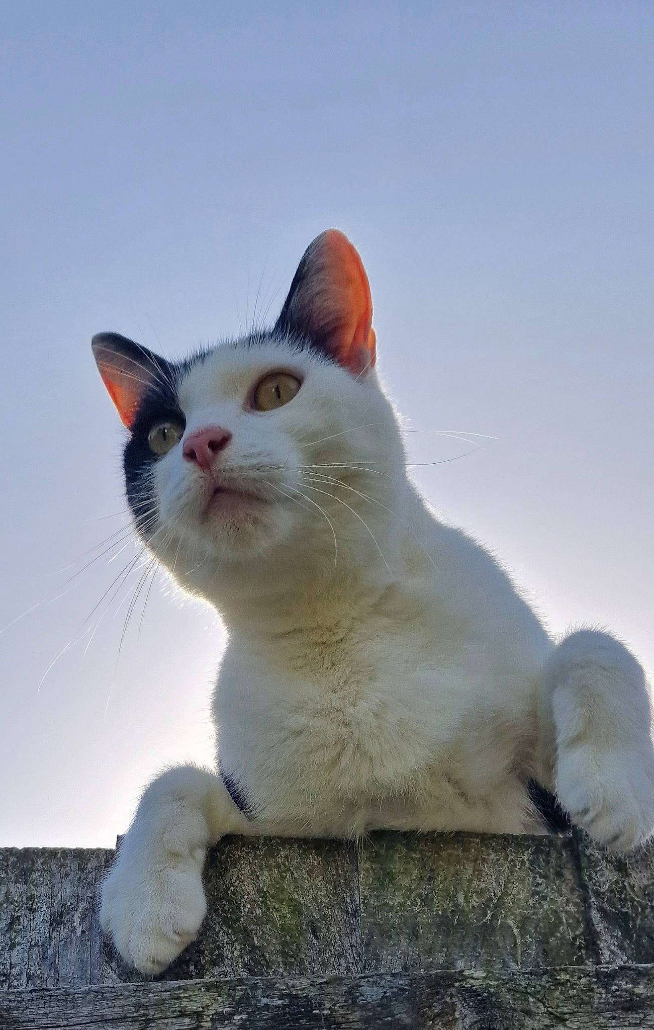 Smith is registered to the contest to win money with this photo: carnivore, cat, domestic_short_haired_cat, fawn, felidae, fur, paw, sky, small_to_medium_sized_cats, snout, snow, tail, terrestrial_animal, whiskers, winter