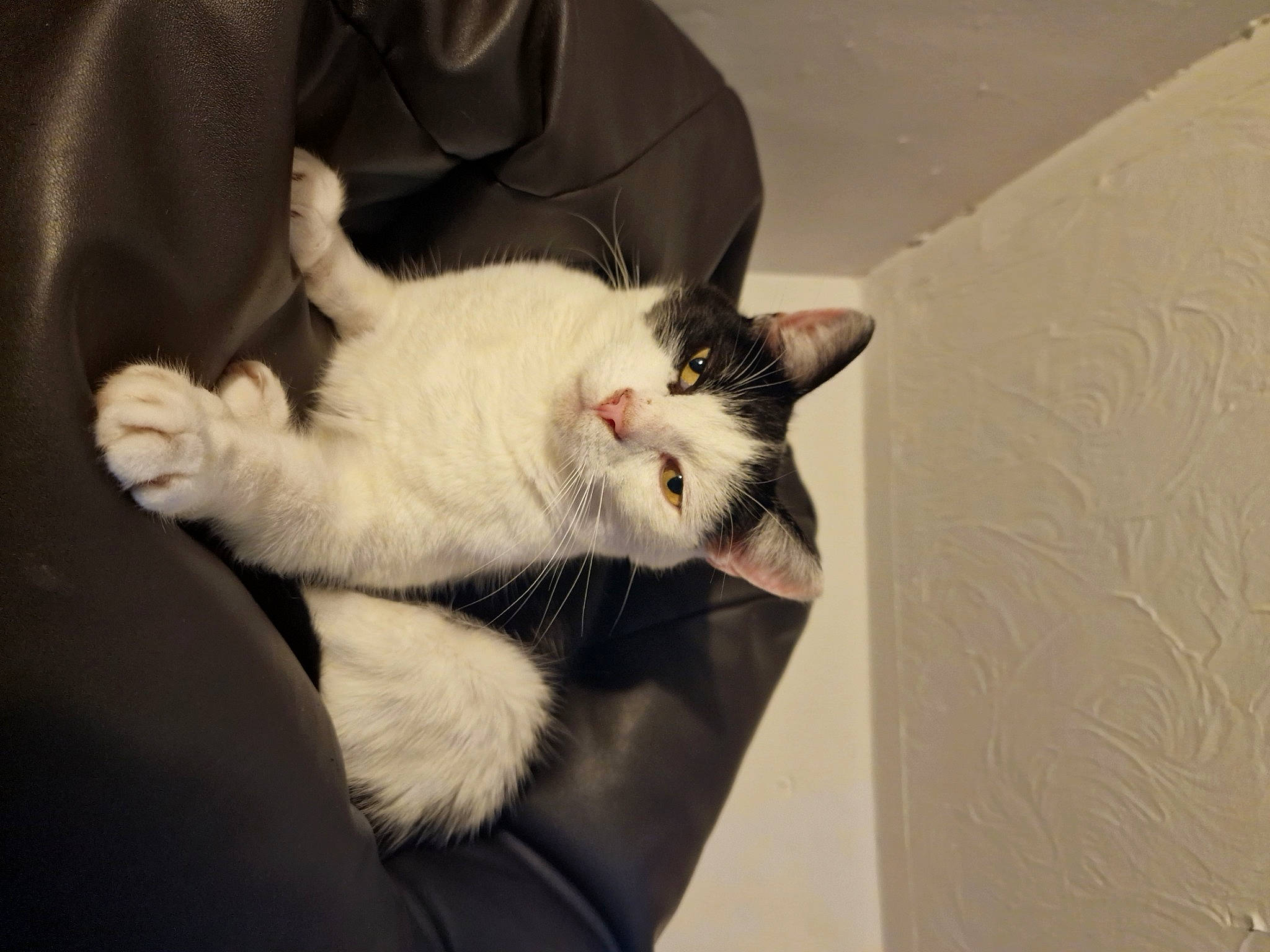 Smith joined the competition — help win amazing prizes! beard, carnivore, cat, claw, comfort, domestic_short_haired_cat, ear, eye, felidae, fur, paw, small_to_medium_sized_cats, snout, tail, whiskers