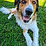 Tokyo a rejoint le concours — aidez-le/la à gagner de superbes lots ! dog, grass, flower, daisy, pet, animal, outdoor, happy, playful, canine, nature, summer, closeup, fur, muzzle, tongue, ears, eyes, paws, relaxed
