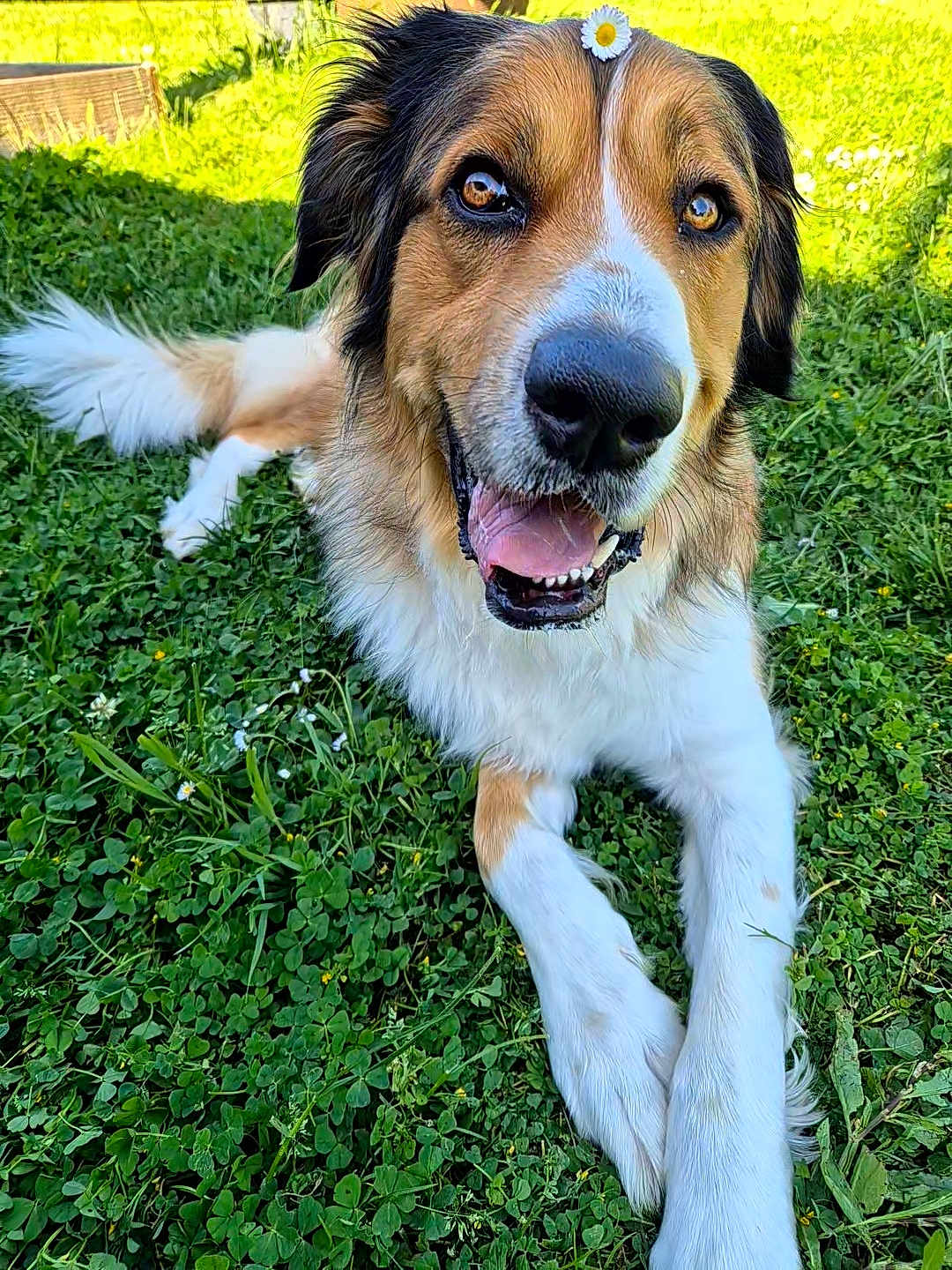 Tokyo a rejoint le concours — aidez-le/la à gagner de superbes lots ! dog, grass, flower, daisy, pet, animal, outdoor, happy, playful, canine, nature, summer, closeup, fur, muzzle, tongue, ears, eyes, paws, relaxed