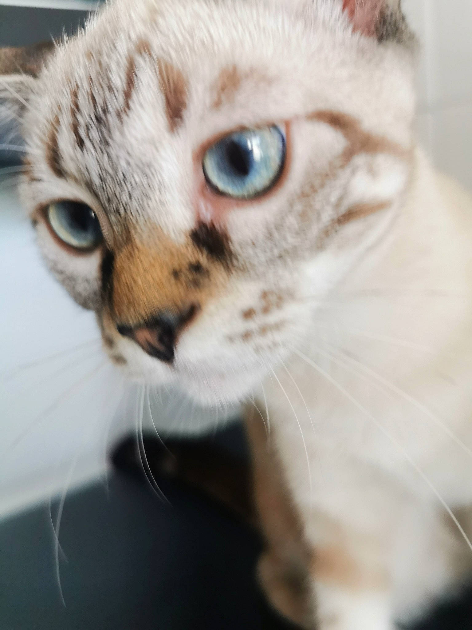 Tiger participe au concours pour gagner de l'argent avec cette photo : carnivore, cat, domestic_short_haired_cat, ear, fawn, felidae, fur, paw, small_to_medium_sized_cats, snout, terrestrial_animal, whiskers, wildlife, window