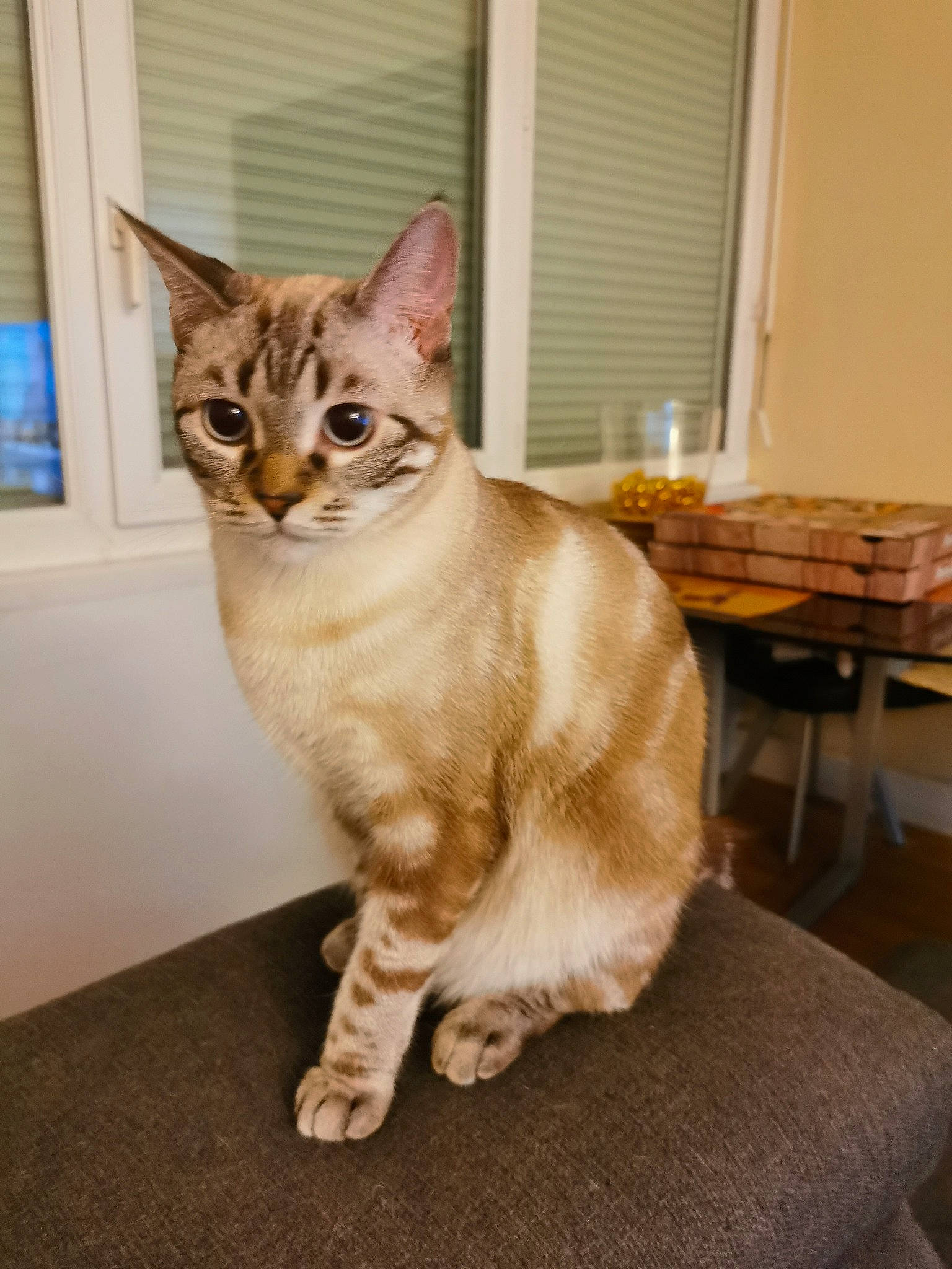 Tiger a rejoint le concours — aidez-le/la à gagner de superbes lots ! carnivore, cat, chair, domestic_short_haired_cat, door, fawn, felidae, fur, paw, small_to_medium_sized_cats, snout, table, tail, terrestrial_animal, whiskers, window, wood