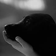 Olane participe au concours pour gagner de l'argent avec cette photo : beak, black, black_and_white, close_up, darkness, dog_like_mammal, monochrome, monochrome_photography, nose, photograph, photography, snout, stock_photography, vertebrate