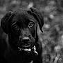 Olane a rejoint le concours — aidez-le/la à gagner de superbes lots ! black, black_and_white, borador, carnivoran, dog, dog_breed, dog_breed_group, dog_like_mammal, labrador_retriever, mammal, monochrome, monochrome_photography, photography, puppy, retriever, snout, sporting_group, whiskers