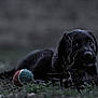 Olane participe au concours pour gagner de l'argent avec cette photo : black, black_and_white, carnivoran, dog, dog_breed, dog_like_mammal, grass, labrador_retriever, mammal, photography, plant, puppy, snout, sporting_group, wildlife