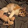 kitten, cat, calico, fluffy, toy, stuffed_animal, blanket, striped, cozy, paw, cute, pet, indoor, relaxed, animal, fur, whiskers, ears, sleepy, resting