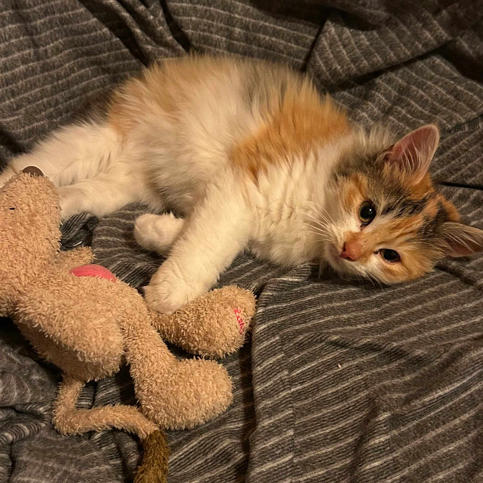 Alaska a rejoint le concours — aidez-le/la à gagner de superbes lots ! animal, blanket, calico, cat, cozy, cute, ears, fluffy, fur, indoor, kitten, paw, pet, relaxed, resting, sleepy, striped, stuffed_animal, toy, whiskers