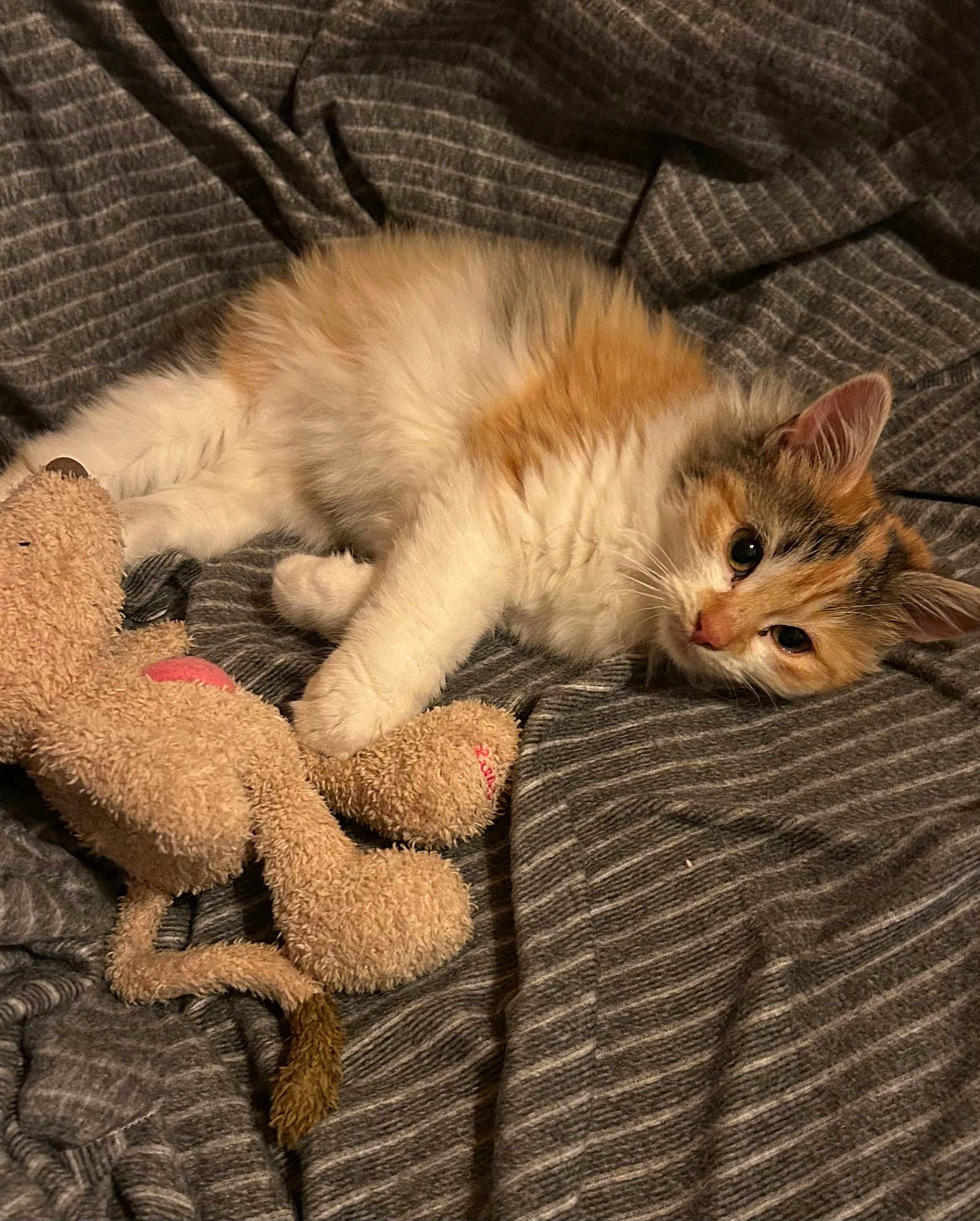 Alaska a rejoint le concours — aidez-le/la à gagner de superbes lots ! kitten, cat, calico, fluffy, toy, stuffed_animal, blanket, striped, cozy, paw, cute, pet, indoor, relaxed, animal, fur, whiskers, ears, sleepy, resting