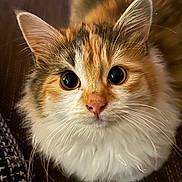 Alaska a rejoint le concours — aidez-le/la à gagner de superbes lots ! animal, calico, cat, close_up, curious, cute, domestic, ears, face, fluffy, fur, indoor, looking_up, mammal, nose, pet, small, soft, whiskers, wide_eyes