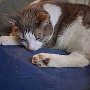 Trouble is registered to the contest to win money with this photo: cat, sleeping, paw, close_up, indoor, feline, resting, cozy, cute, fur, whiskers, pet, animal, relaxed, domestic_animal, soft_lighting, tabby, white_fur, brown_fur, couch