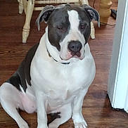 Peggy is registered to the contest to win money with this photo: dog, canine, gray_and_white, sitting, sleepy, portrait, pet, indoor, wooden_floor, chair, table, furniture, floppy_ears, white_chest, black_nose, short_hair, collar, front_legs, home, photography