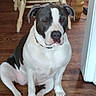 dog, canine, gray_and_white, sitting, sleepy, portrait, pet, indoor, wooden_floor, chair, table, furniture, floppy_ears, white_chest, black_nose, short_hair, collar, front_legs, home, photography