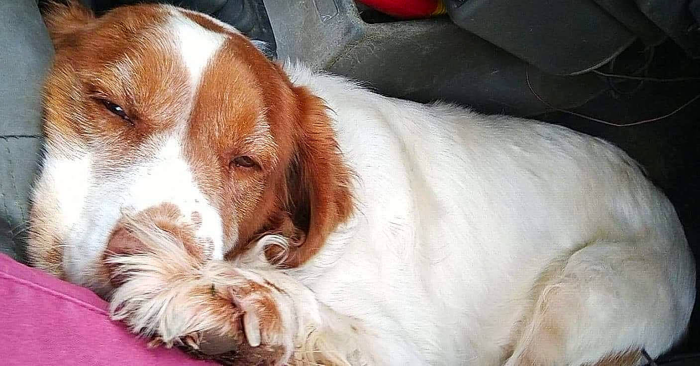 Loulou joined the competition — help win amazing prizes! canidae, carnivore, companion_dog, dog, dog_breed, fawn, fur, hound, liver, scent_hound, snout, sporting_group, vertebrate, whiskers, working_animal, working_dog