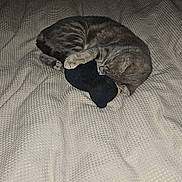 Arya a rejoint le concours — aidez-le/la à gagner de superbes lots ! animal, bed, blanket, cat, comfort, cozy, cute, domestic_cat, feline, fur, indoor, night, paw, pet, plush_toy, quiet, resting, sleeping, snuggled, tabby_cat
