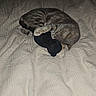 cat, tabby_cat, sleeping, bed, blanket, plush_toy, cozy, indoor, resting, pet, animal, fur, cute, snuggled, comfort, paw, feline, domestic_cat, quiet, night