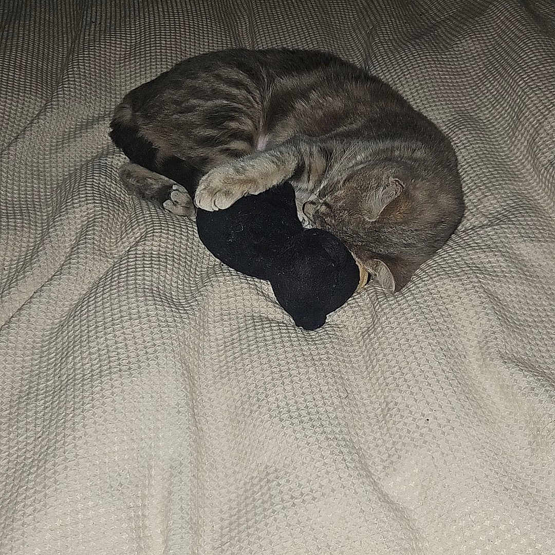 Arya