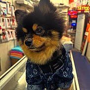 Nipsey is registered to the contest to win money with this photo: accessory, animal, black_and_tan, clothing, counter, cute, dog, fabric, fluffy, fur, glass, indoor, jacket, pet, pomeranian, portrait, shop, sign, small_dog, tattoo