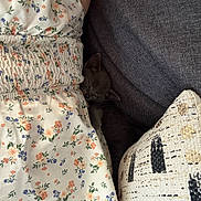Mistigris a rejoint le concours — aidez-le/la à gagner de superbes lots ! animal, cat, couch, cozy, cute, fabric, floral_dress, gray_cat, hidden, home, indoor, kitten, pattern, pet, pillow, relaxation, resting, sleepy, small_animal, soft_texture