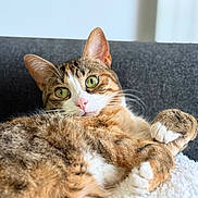 Zelda participe au concours pour gagner de l'argent avec cette photo : cat, tabby, pet, animal, fur, whiskers, green_eyes, pink_nose, paw, cozy, indoor, blanket, couch, relaxed, cute, feline, closeup, portrait, soft, domestic