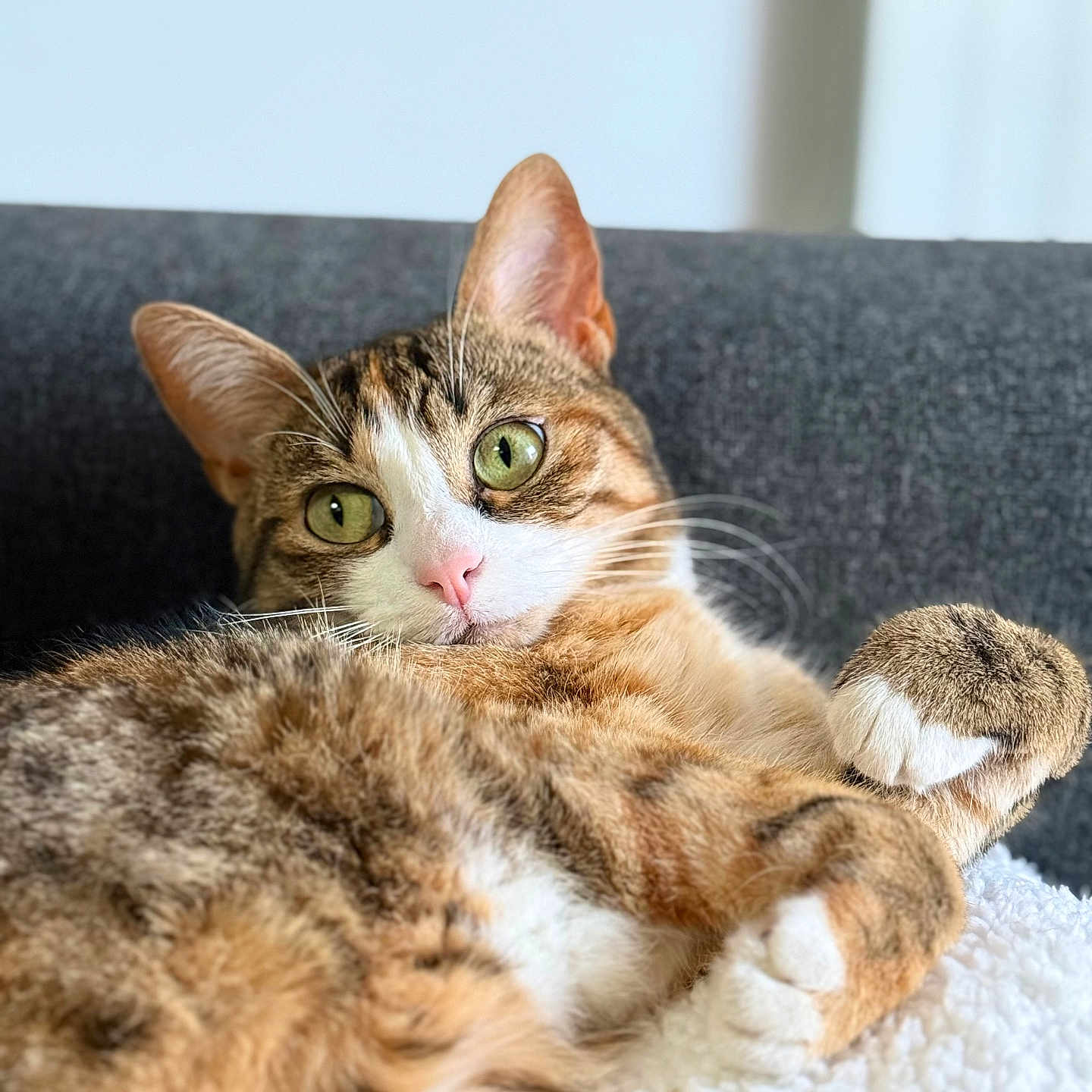 Zelda