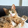 Zelda a rejoint le concours — aidez-le/la à gagner de superbes lots ! cat, tabby, pet, animal, feline, green_eyes, pink_nose, paws, fur, whiskers, blanket, couch, indoor, relaxed, closeup, portrait, resting, cute, soft, domestic_cat