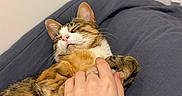 Zelda a rejoint le concours — aidez-le/la à gagner de superbes lots ! cat, tabby_cat, relaxed, sleeping, hand, ring, cushion, indoor, pet, animal, fur, whiskers, pink_nose, comfort, cozy, domestic_cat, resting, closeup, soft_lighting, human_interaction