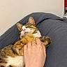 cat, tabby_cat, relaxed, sleeping, hand, ring, cushion, indoor, pet, animal, fur, whiskers, pink_nose, comfort, cozy, domestic_cat, resting, closeup, soft_lighting, human_interaction