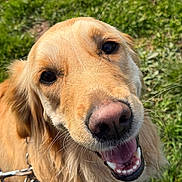 Lilou participe au concours pour gagner de l'argent avec cette photo : dog, golden_retriever, pet, animal, canine, outdoor, grass, smiling, closeup, face, fur, leash, happy, tongue, ears, nose, daylight, nature, friendly, cute