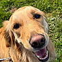 dog, golden_retriever, pet, animal, canine, outdoor, grass, smiling, closeup, face, fur, leash, happy, tongue, ears, nose, daylight, nature, friendly, cute