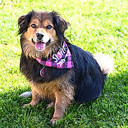 Princesse participe au concours pour gagner de l'argent avec cette photo : dog, pet, outdoor, grass, happy, smiling, bandana, fur, tongue, sunlight, nature, canine, collar, cute, animal, sitting, playful, portrait, daylight, friendly