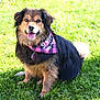 dog, pet, outdoor, grass, happy, smiling, bandana, fur, tongue, sunlight, nature, canine, collar, cute, animal, sitting, playful, portrait, daylight, friendly