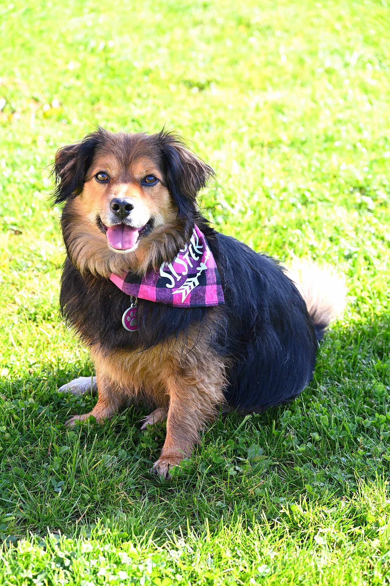Princesse participe au concours pour gagner de l'argent avec cette photo : dog, pet, outdoor, grass, happy, smiling, bandana, fur, tongue, sunlight, nature, canine, collar, cute, animal, sitting, playful, portrait, daylight, friendly