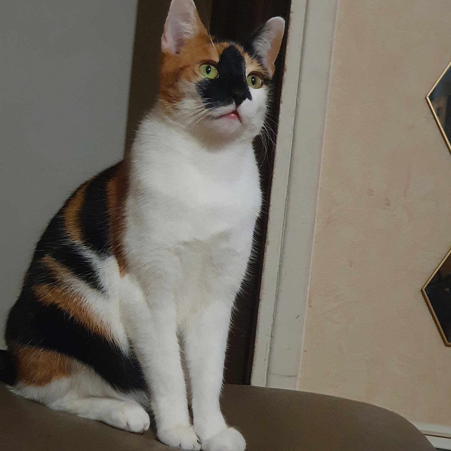 Nyna participe au concours pour gagner de l'argent avec cette photo : abyssinian, animal, architecture, armchair, art, building, cat, chair, couch, furniture, hardwood, indoors, kitten, livingroom, manx, painting, pet, plywood, siamese, wood