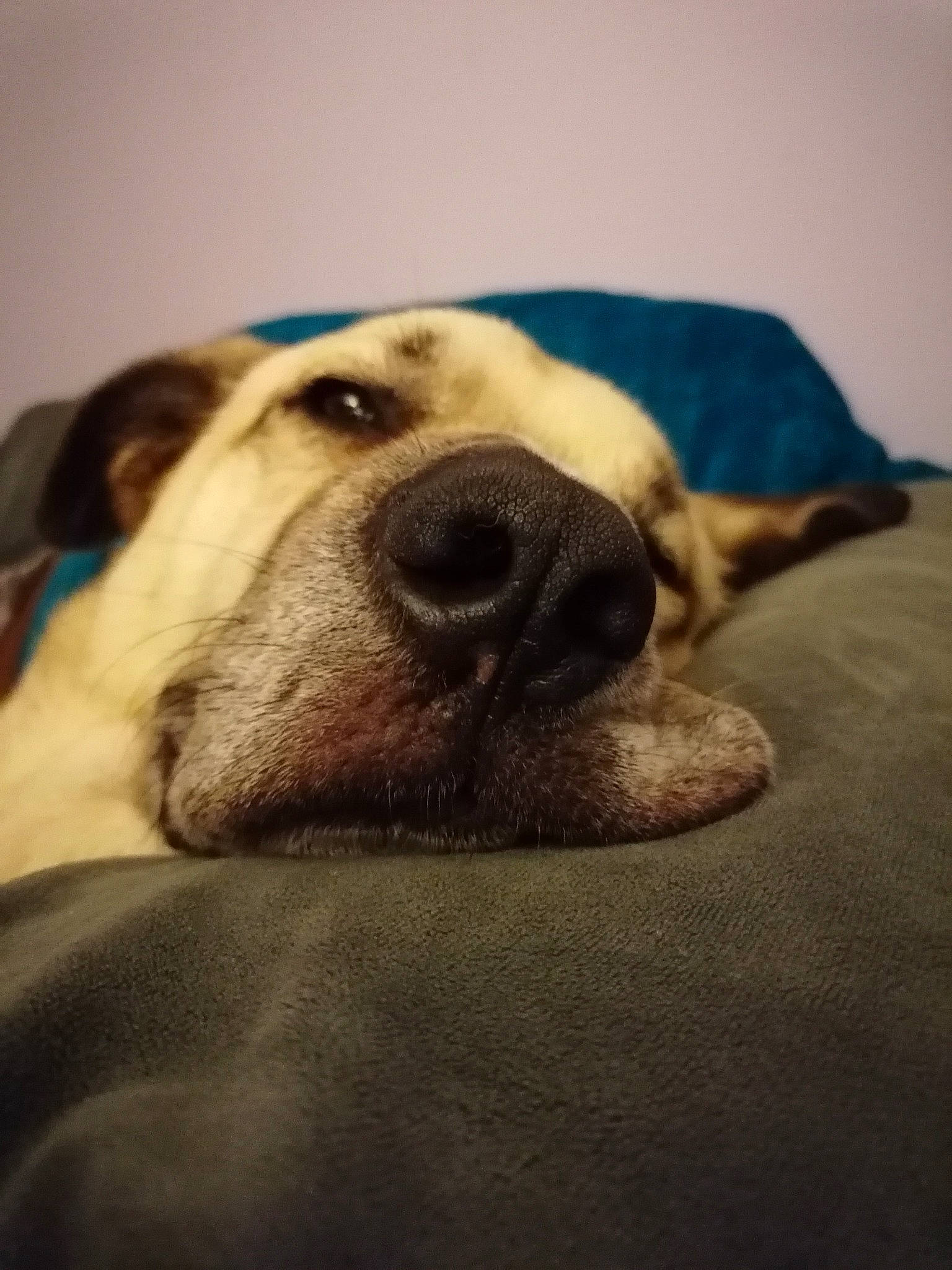 Donut joined the competition — help win amazing prizes! canidae, carnivore, cloud, comfort, companion_dog, dog, dog_breed, fawn, fur, guard_dog, linens, nap, non_sporting_group, selfie, sky, sporting_group, terrestrial_animal, whiskers, working_animal