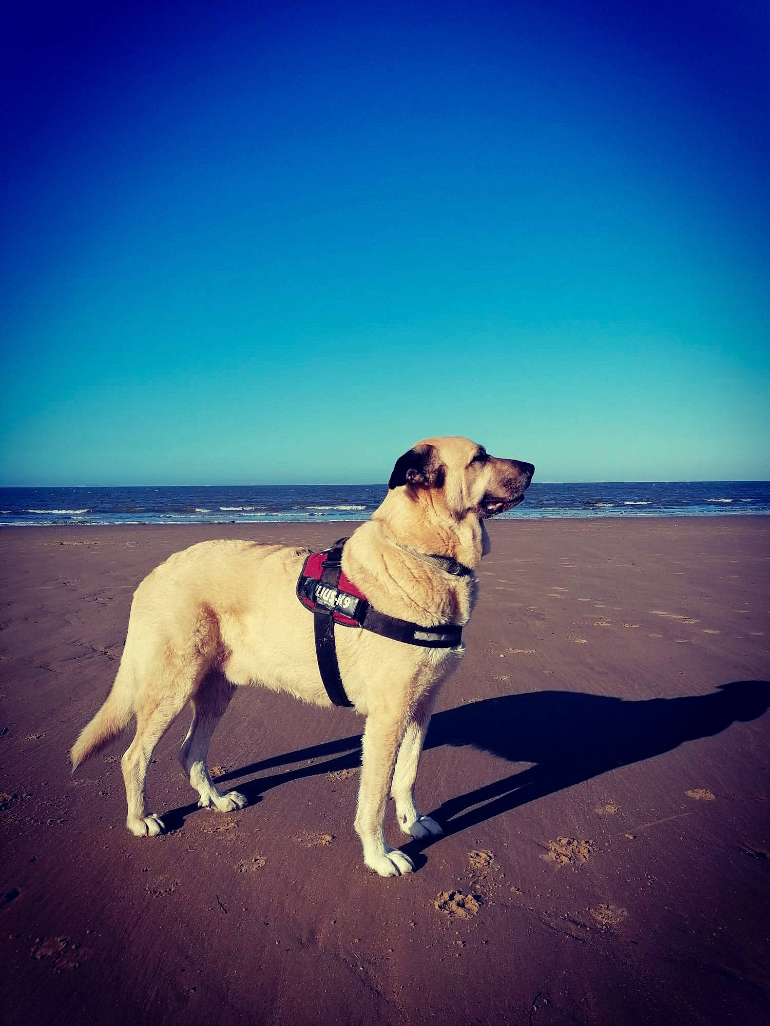 Donut joined the competition — help win amazing prizes! azure, carnivore, cloud, collar, companion_dog, dog, dog_breed, dog_collar, fawn, happy, horizon, landscape, leash, mammal, pet_supply, sky, snout, sunlight, vertebrate, water