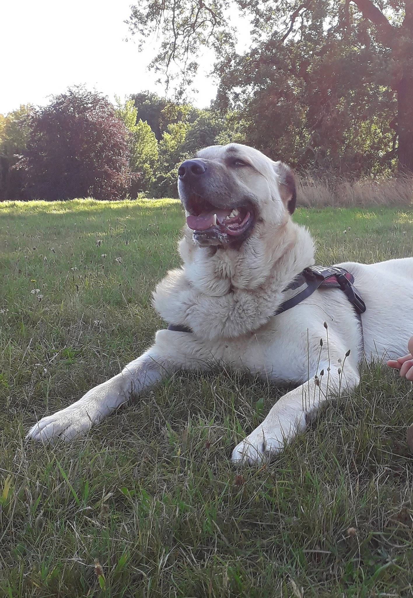 Donut joined the competition — help win amazing prizes! canidae, carnivore, collar, companion_dog, dog, dog_breed, dog_collar, fang, fawn, grass, molosser, non_sporting_group, plant, sky, snout, sporting_group, tail, tree, working_animal, working_dog